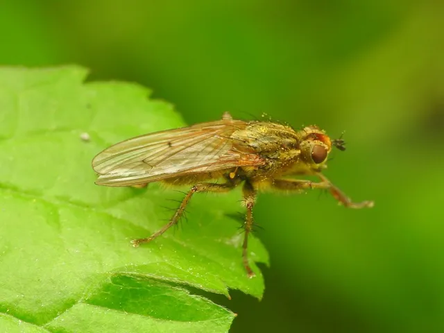 Scathophaga stercoraria - közönséges trágyalégy