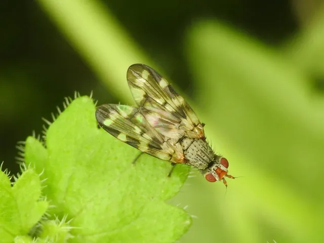 Otites centralis/guttata