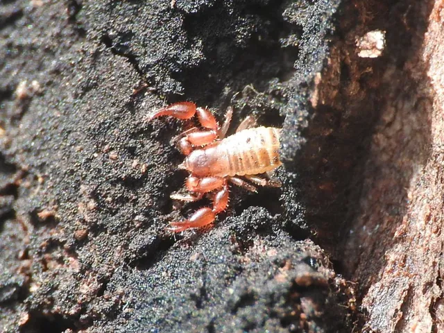 Pseudoscorpionida - Álskorpiók