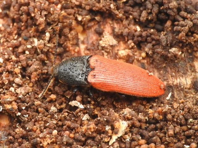 Ampedus