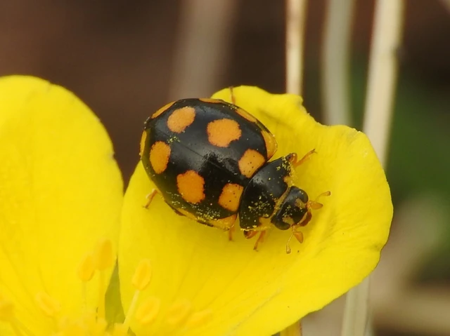 Coccinula quatuordecimpustulata - feketesárga katóka
