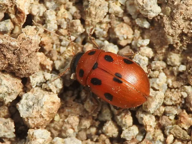 Gonioctena fornicata - közönséges lucernabogár