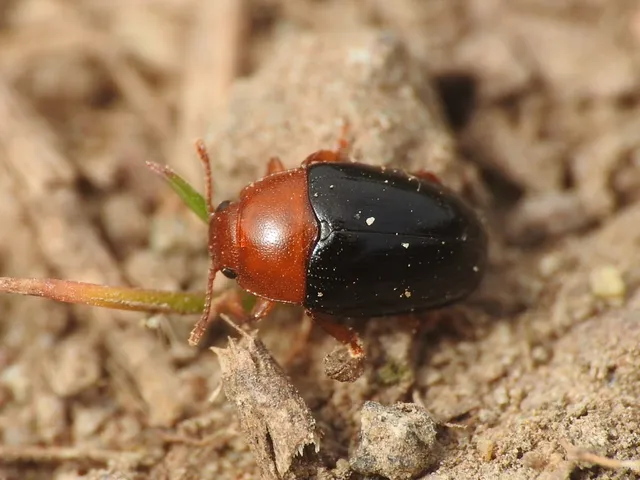 Triplax lepida - csinos tarbogár