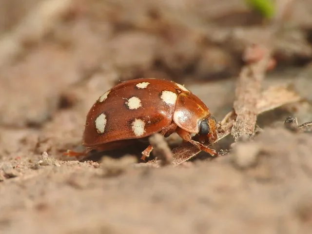 Calvia quatuordecimguttata - tizennégycseppes füsskata