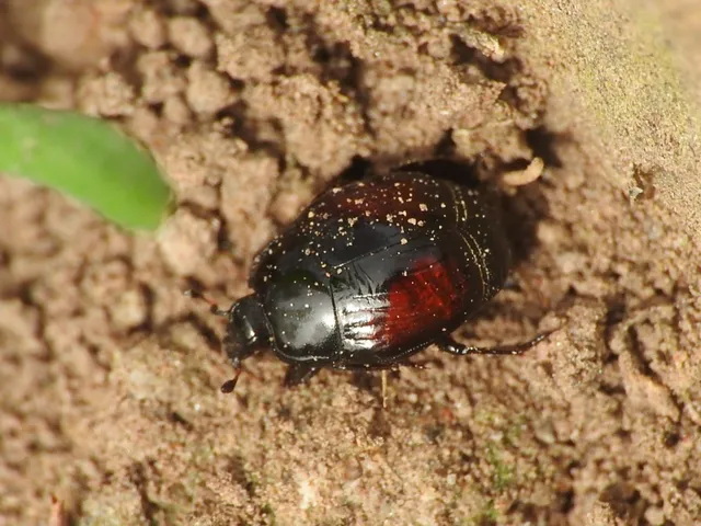Margarinotus purpurascens - vöröslő sutabogár
