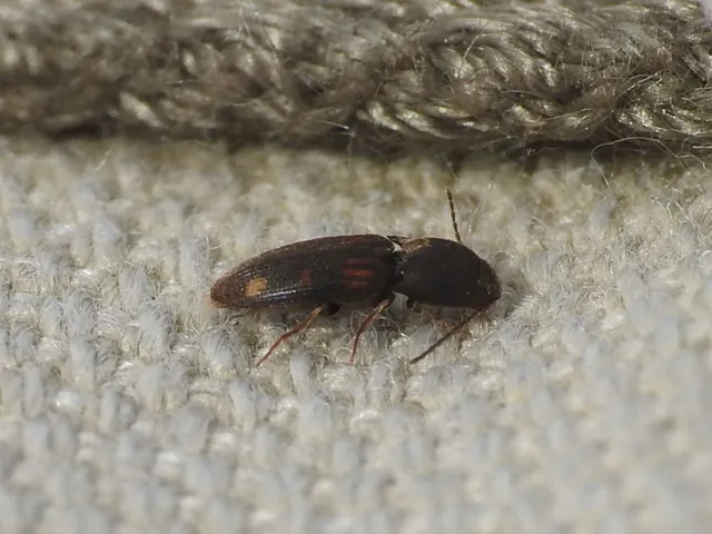 Drasterius bimaculatus - változékony pattanó