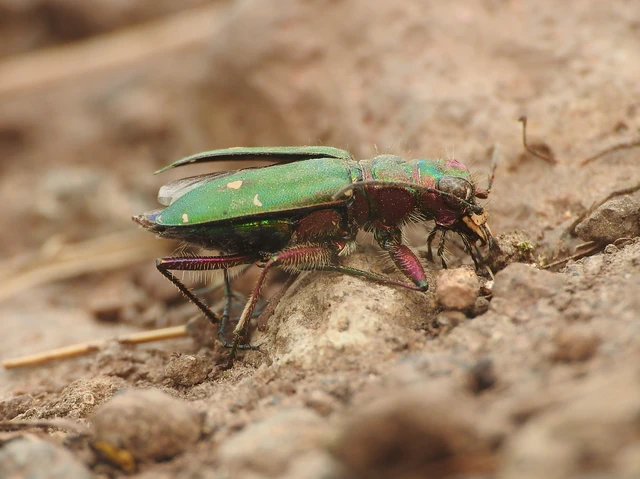 Cicindela campestris - mezei homokfutrinka
