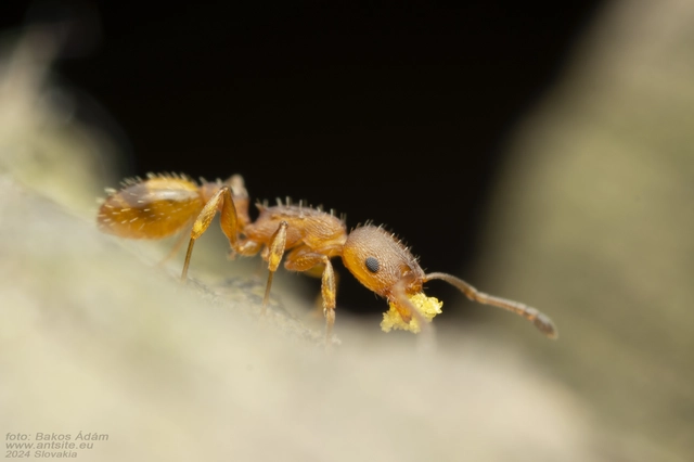 Temnothorax unifasciatus - gyűrűs kéreghangya
