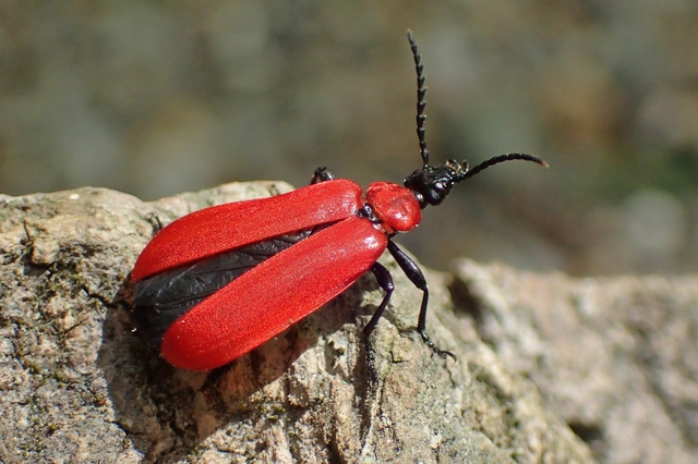 Pyrochroa coccinea - nagy bíborbogár