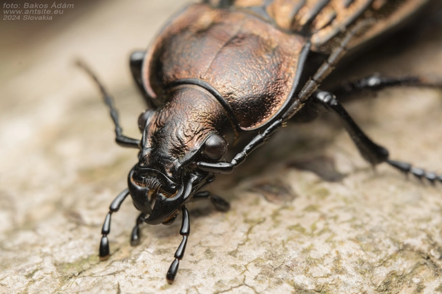 Carabus ulrichii - rezes futrinka Carabus ulrichii - rezes futrinka