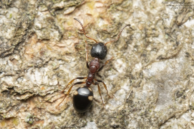 Dolichoderus quadripunctatus - négypettyes erdeihangya