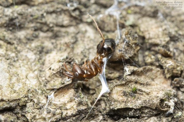 Colobopsis truncata - kapushangya