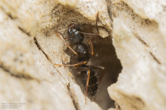 Camponotus fallax - ligeti lóhangya