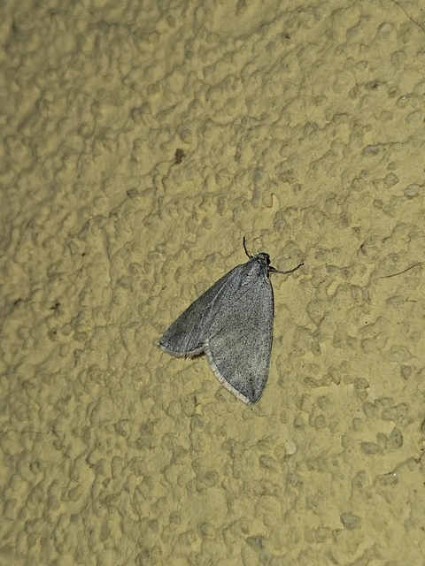 Lithostege griseata - szürke araszoló