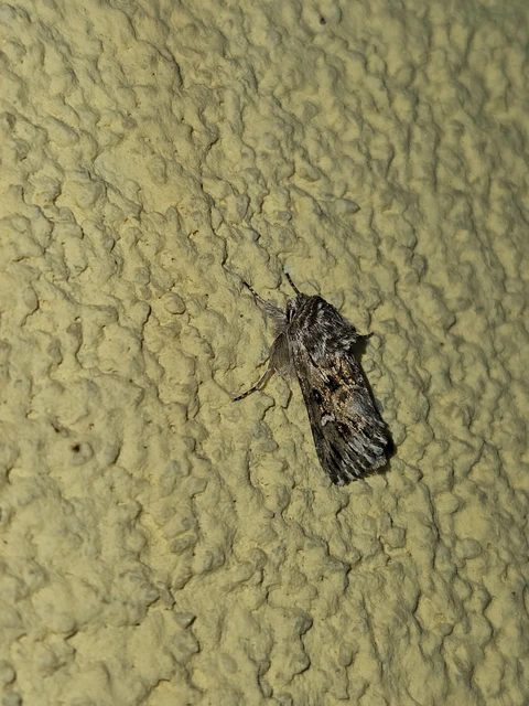 Calophasia lunula - gyújtoványfű-apróbagoly