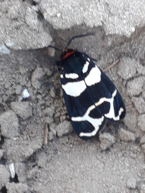 Arctia festiva - díszes medvelepke