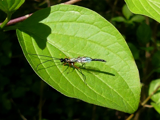 Hymenoptera - Hártyásszárnyúak