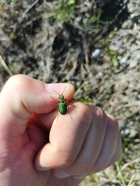 Cicindela campestris - mezei homokfutrinka