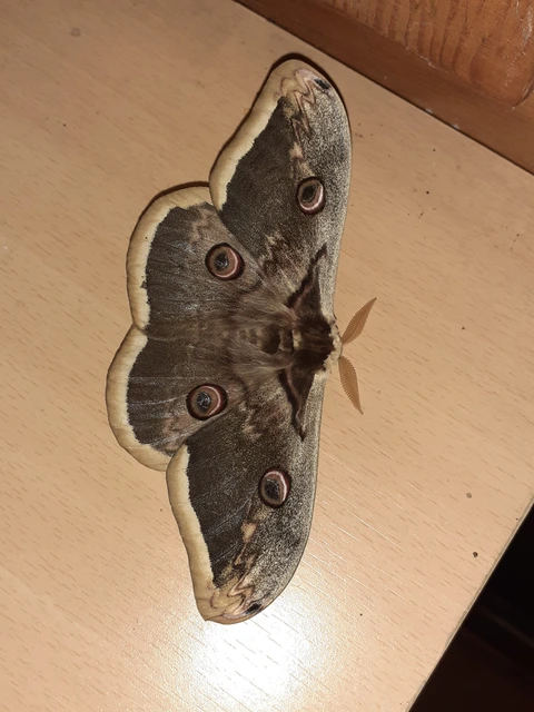 Saturnia pyri - nagy pávaszem