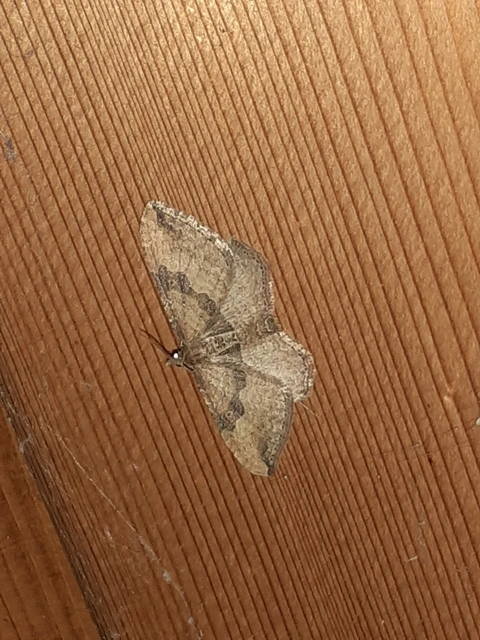 Orthonama obstipata - vándoraraszoló