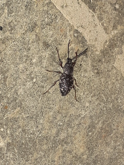 Otiorhynchus fullo - aranypikkelyes gyalogormányos
