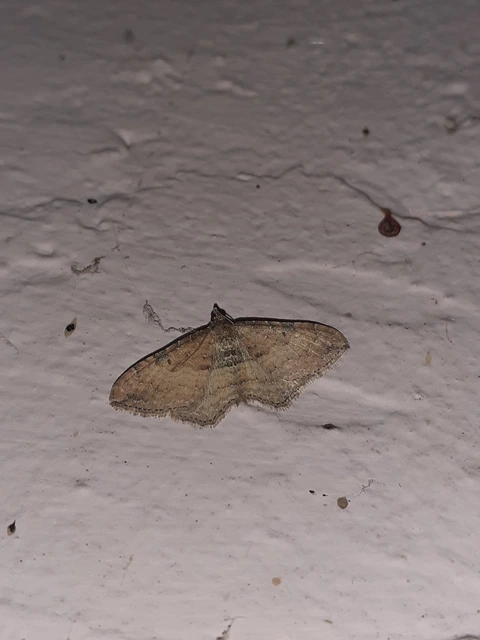 Orthonama obstipata - vándoraraszoló