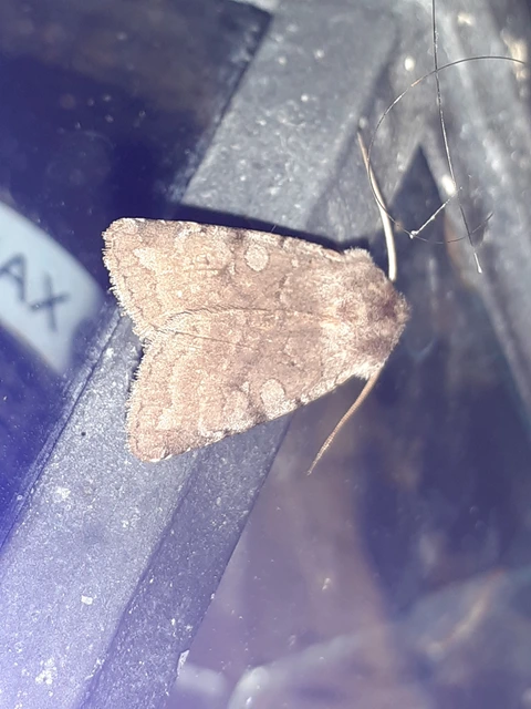 Cerastis rubricosa - vörhenyes tavaszibagoly