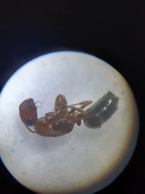 Colobopsis truncata - kapushangya