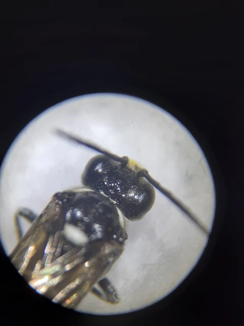 Macrophya albicincta