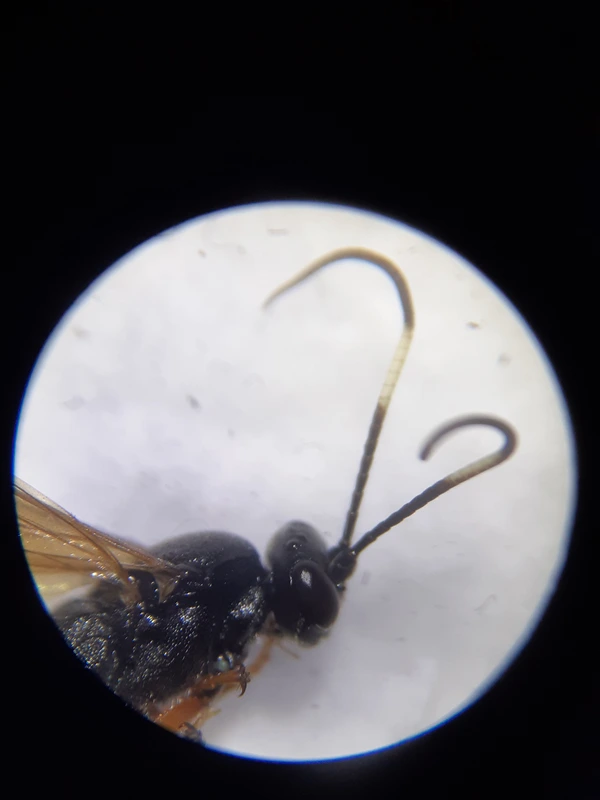 Exephanes ischioxanthus