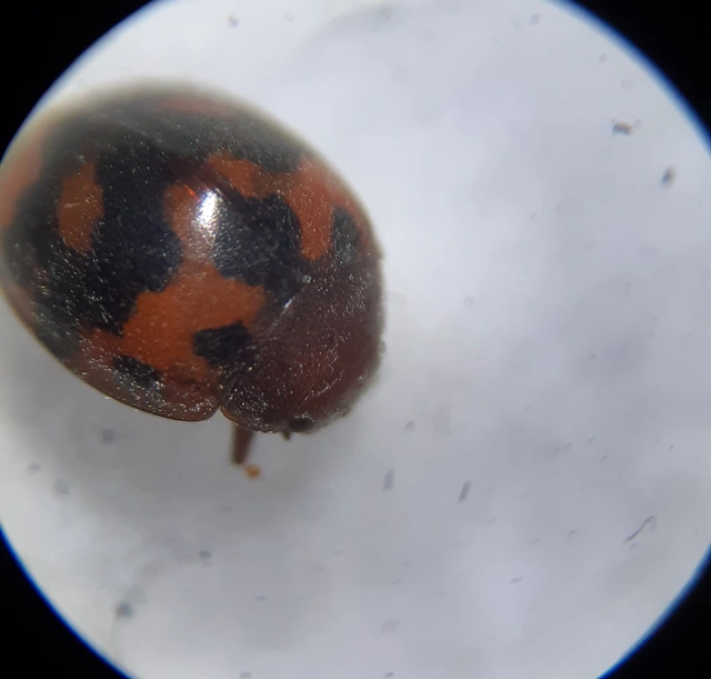 Subcoccinella vigintiquatuorpunctata - lucernaböde