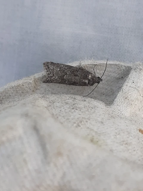 Cnephasia communana - közönséges sodrómoly