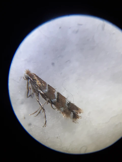 Cameraria ohridella - vadgesztenye-sátorosmoly