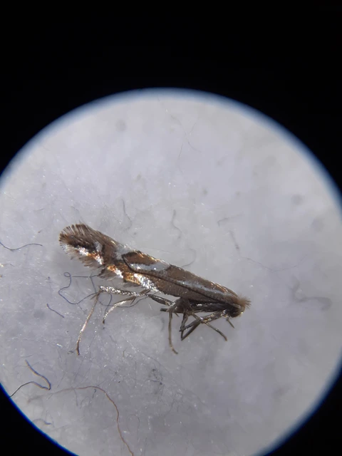 Phyllonorycter spinicolella - kökényes-sátorosmoly