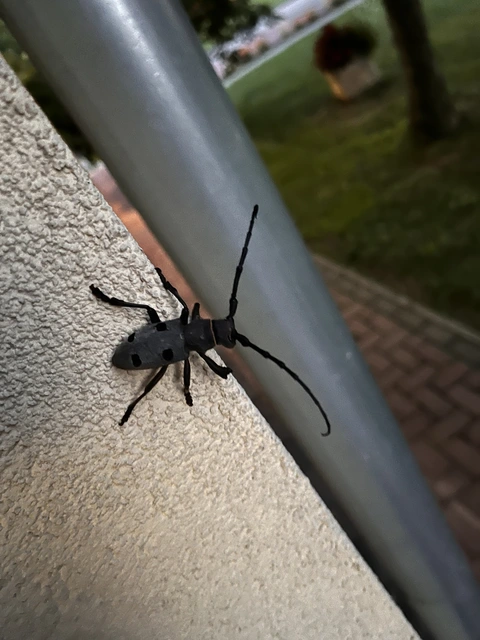 Morimus asper funereus - gyászcincér