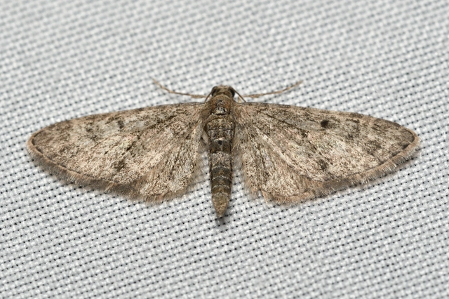 Eupithecia virgaureata - aranyvessző-törpearaszoló