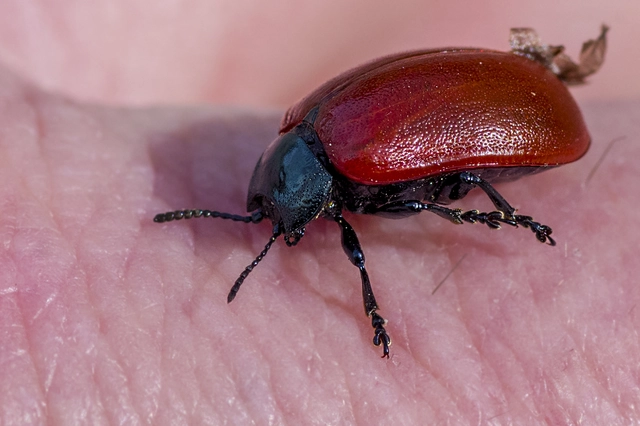 Chrysomela