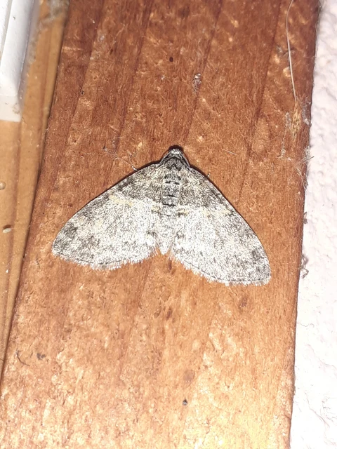 Lobophora halterata - szárnyfüggelékes araszoló