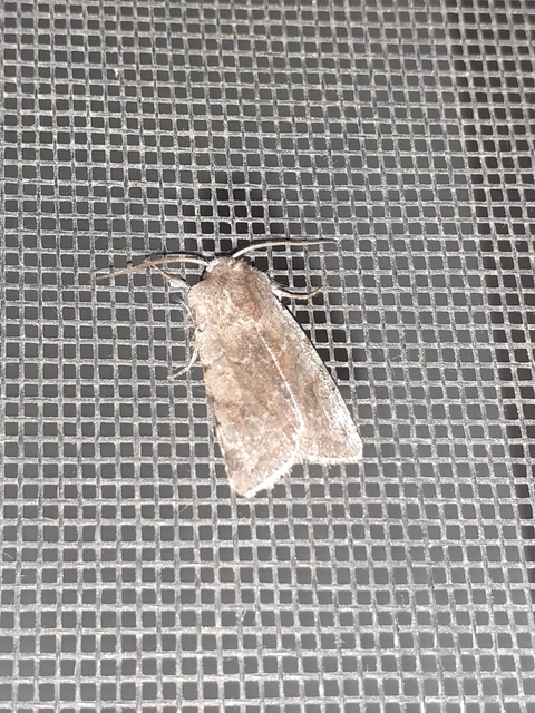 Cerastis rubricosa - vörhenyes tavaszibagoly