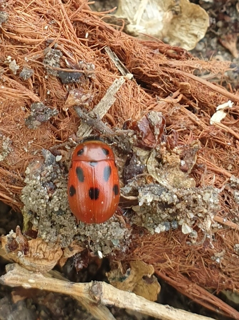 Gonioctena fornicata - közönséges lucernabogár