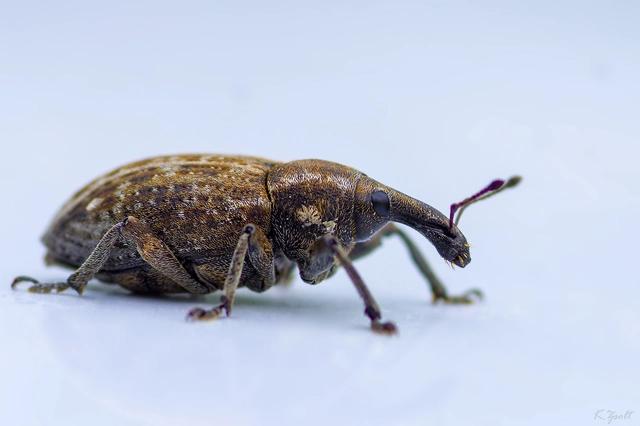 Lepyrus capucinus - pettyes fűzormányos
