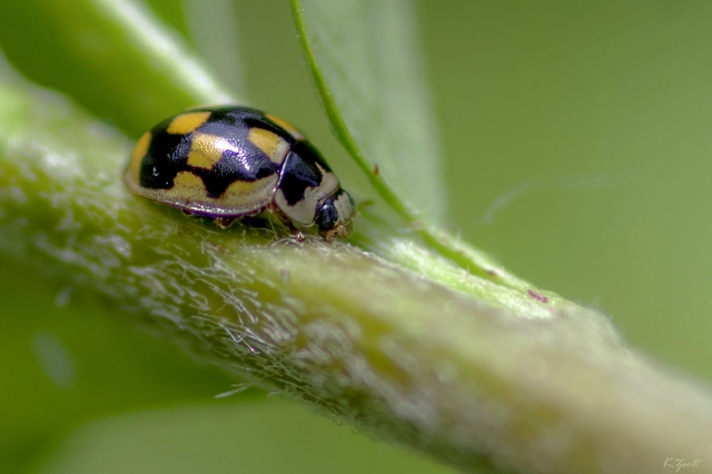 Propylea quatuordecimpunctata - tizennégypettyes füsskata