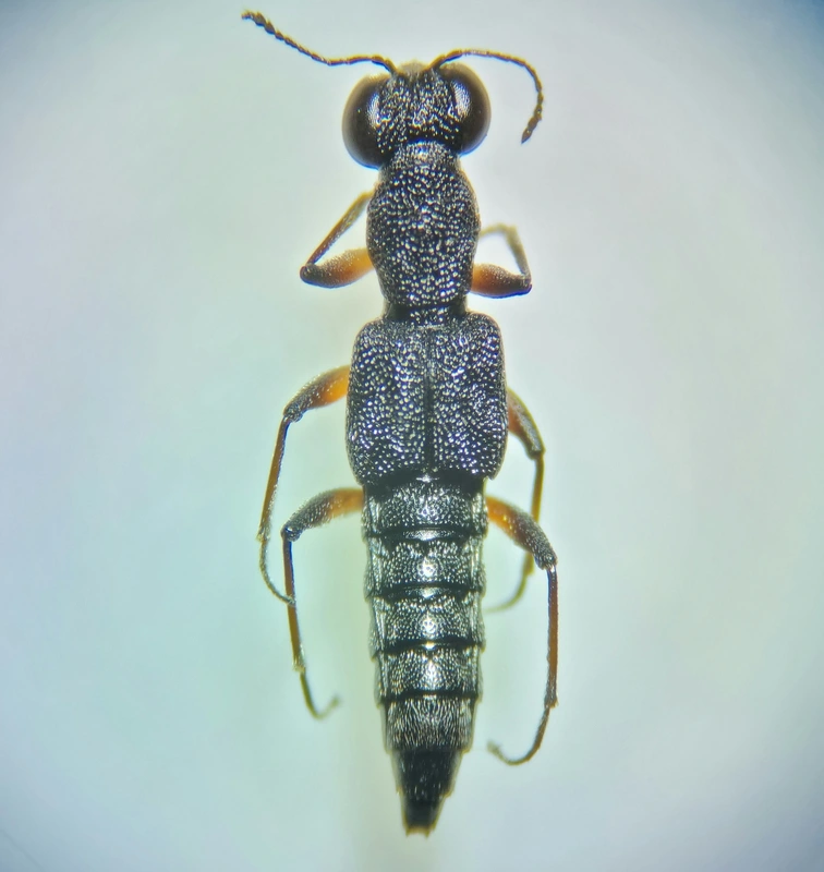Stenus clavicornis - réti szemesholyva
