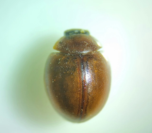 Cynegetis impunctata - pázsitfűböde