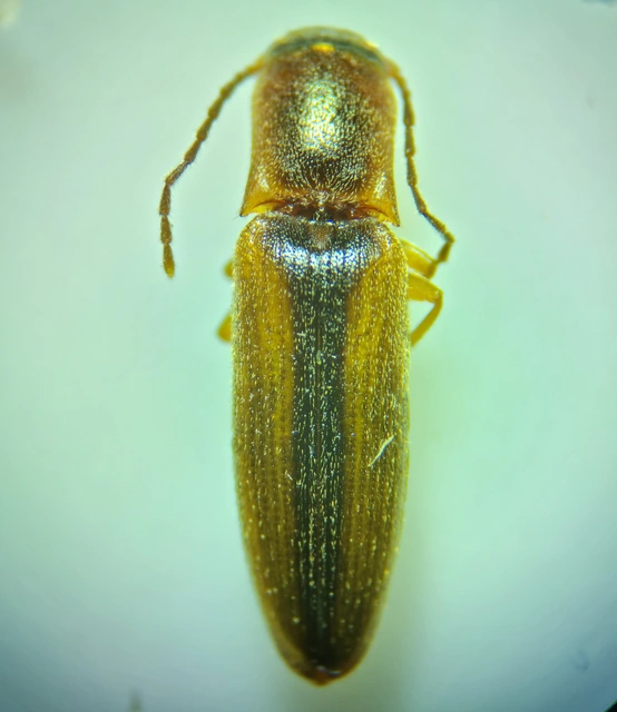Dalopius marginatus - szegélyes pattanó