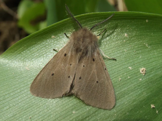 Diaphora mendica - felemás medvelepke
