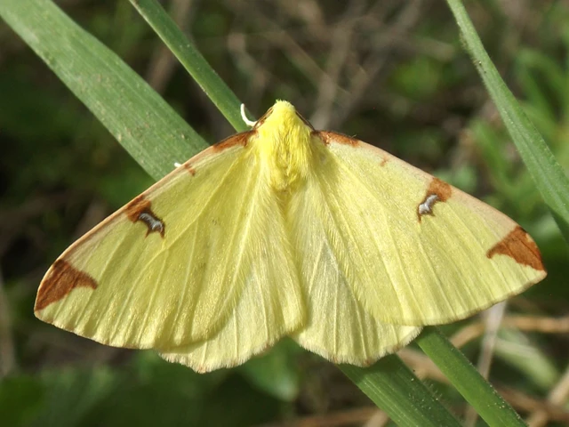 Opisthograptis luteolata - citromsárga araszoló