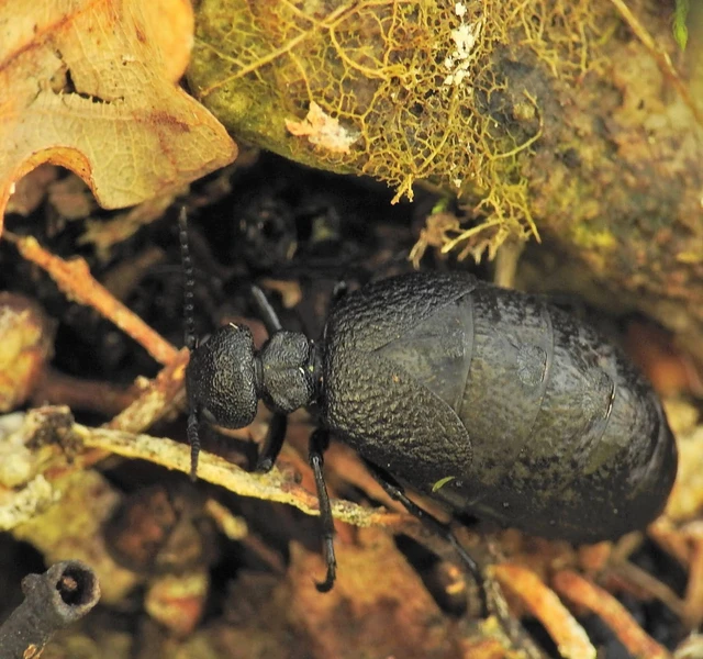 Meloe rugosus - ráncos nünüke