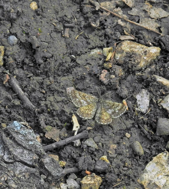 Ematurga atomaria - barna rétiaraszoló