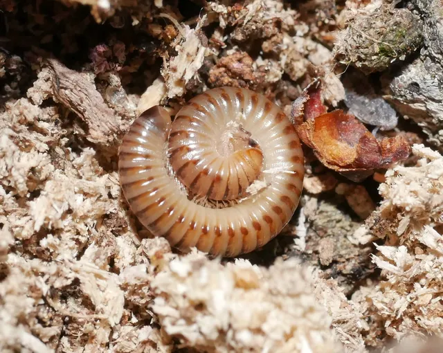 Diplopoda - Ikerszelvényesek